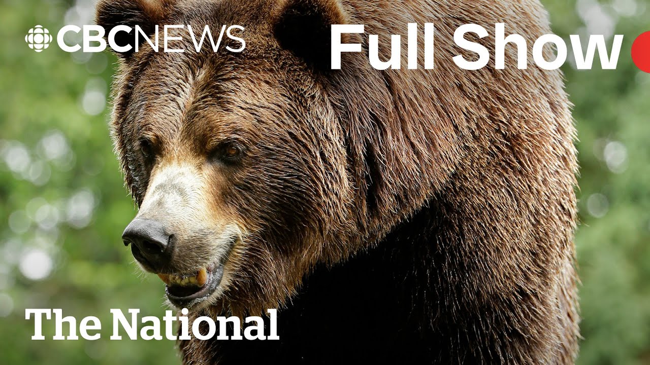 CBC News: The National | Grizzly bear attacks B.C. students - One-News
